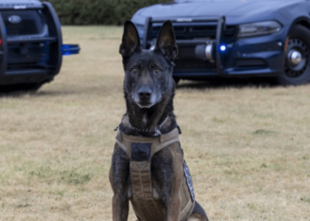 Sheriff’s K9 suffers violent line-of-duty death – Law Officer